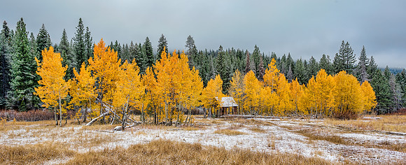 "Autumn Meadow"
