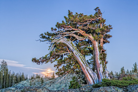 "Juniper Moon"